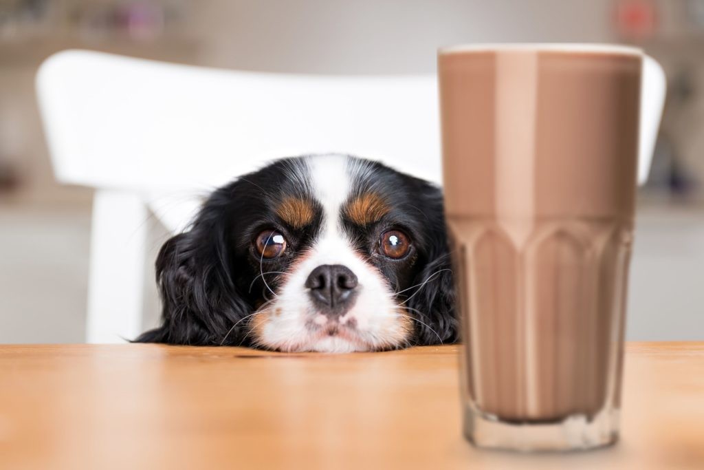 can my dog drink chocolate milk in pa